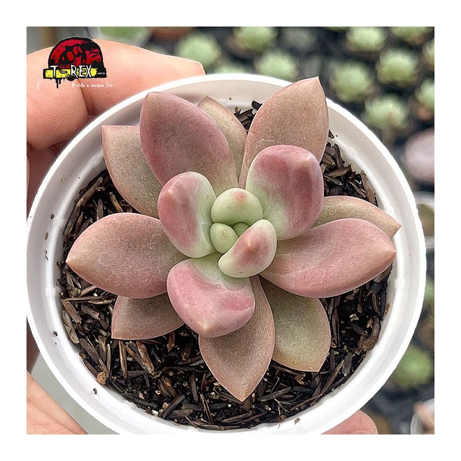 comprar suculenta pachyveria rose crown