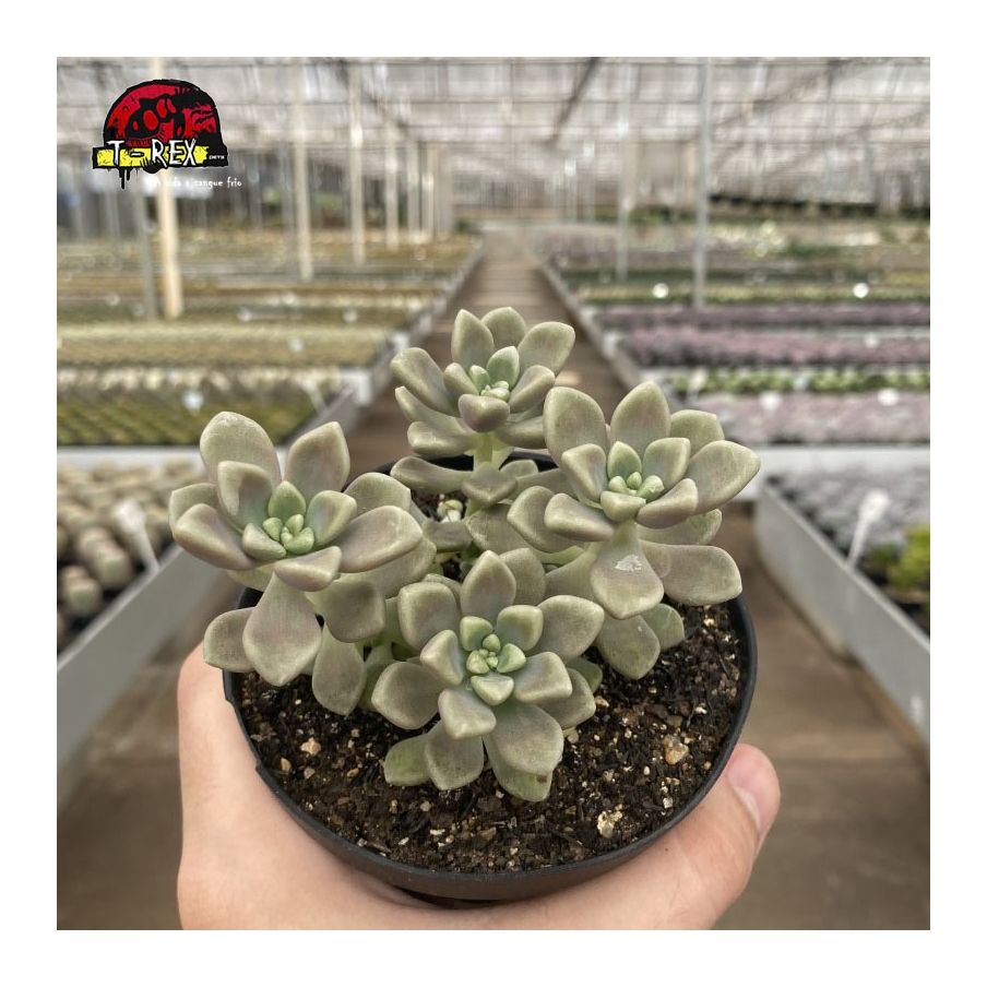 comprar suculenta graptopetalum mendonzae