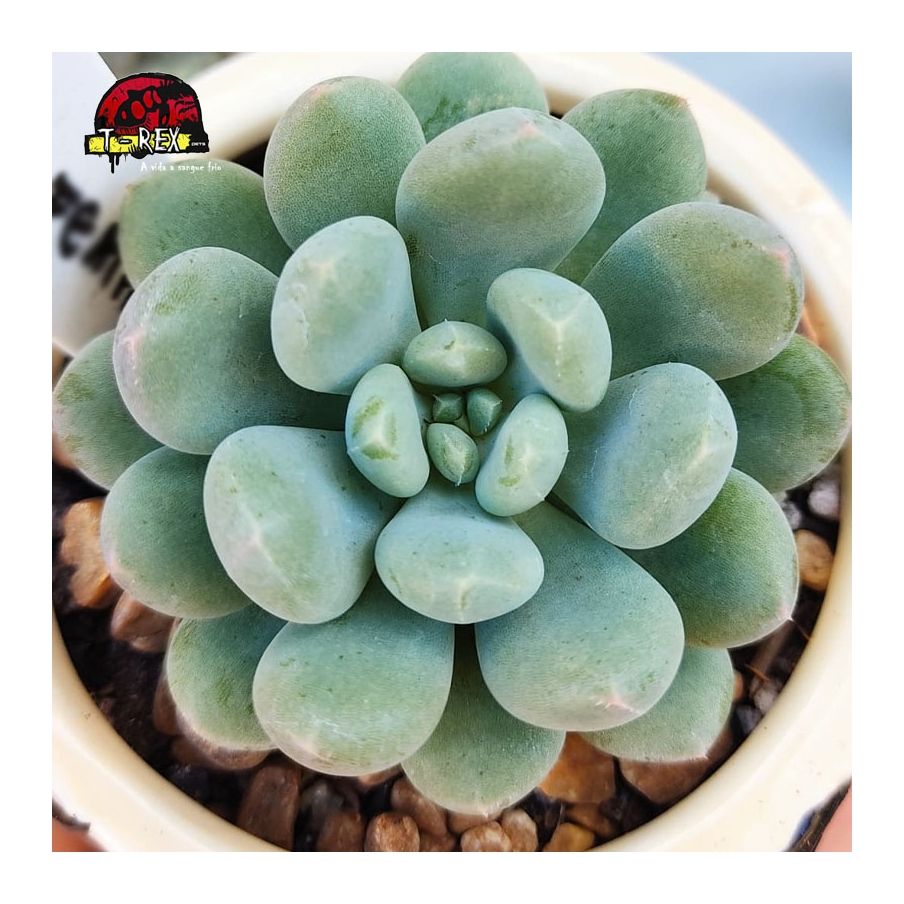 suculenta echeveria blue feather