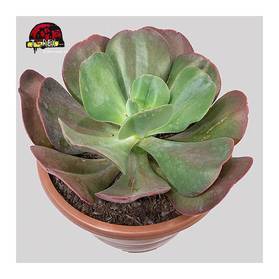 comprar echeveria gibbiflora mauna loa brasileira