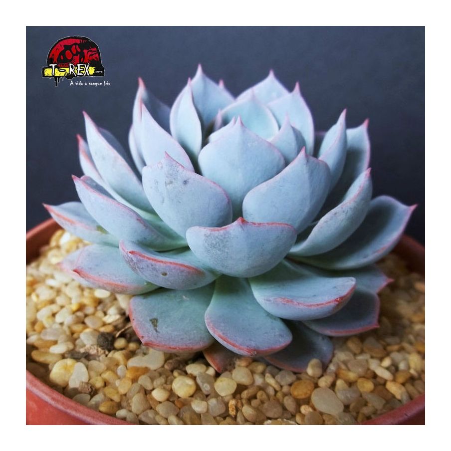 comprar suculenta echeveria x subsessilis