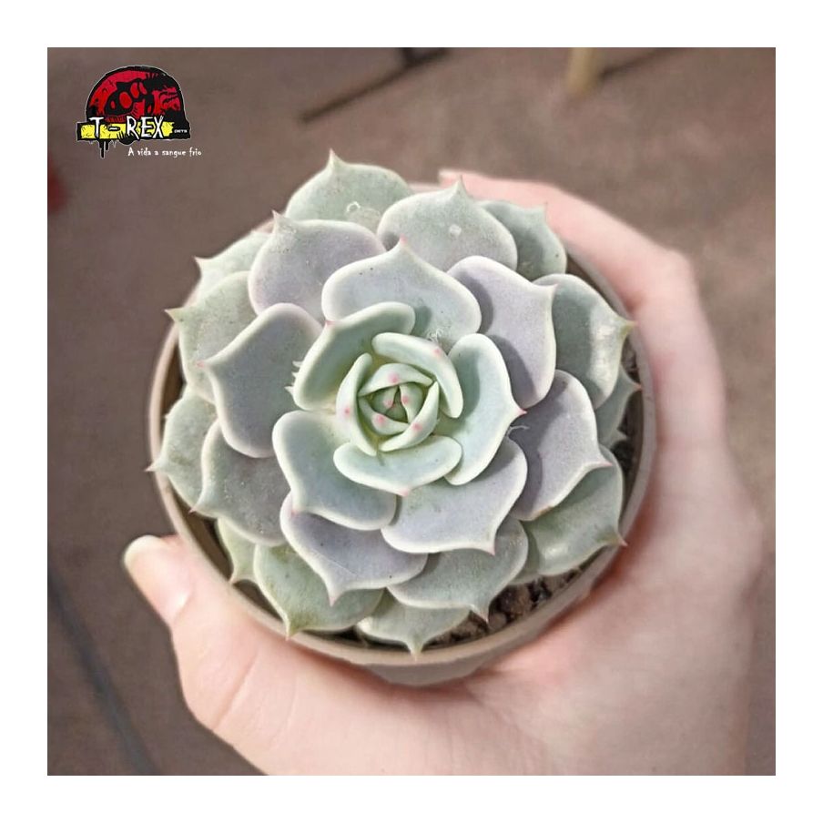 comprar suculenta echeveria lola