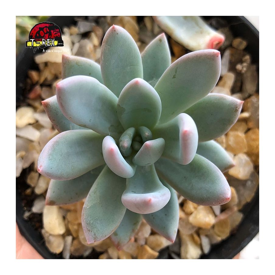 comprar suculenta pachyveria powder puff