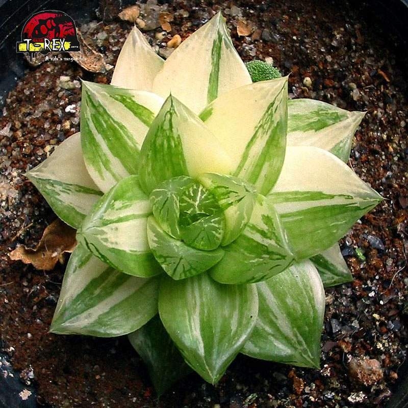 comprar suculenta haworthia  cymbiformis variegata
