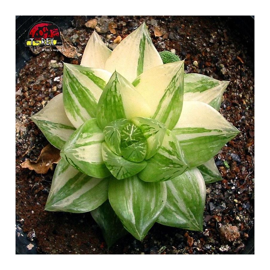 comprar suculenta haworthia  cymbiformis variegata
