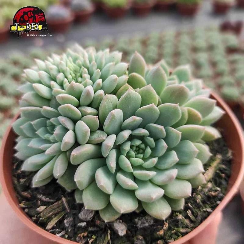 comprar planta suculenta echeveria crissy n'ryan