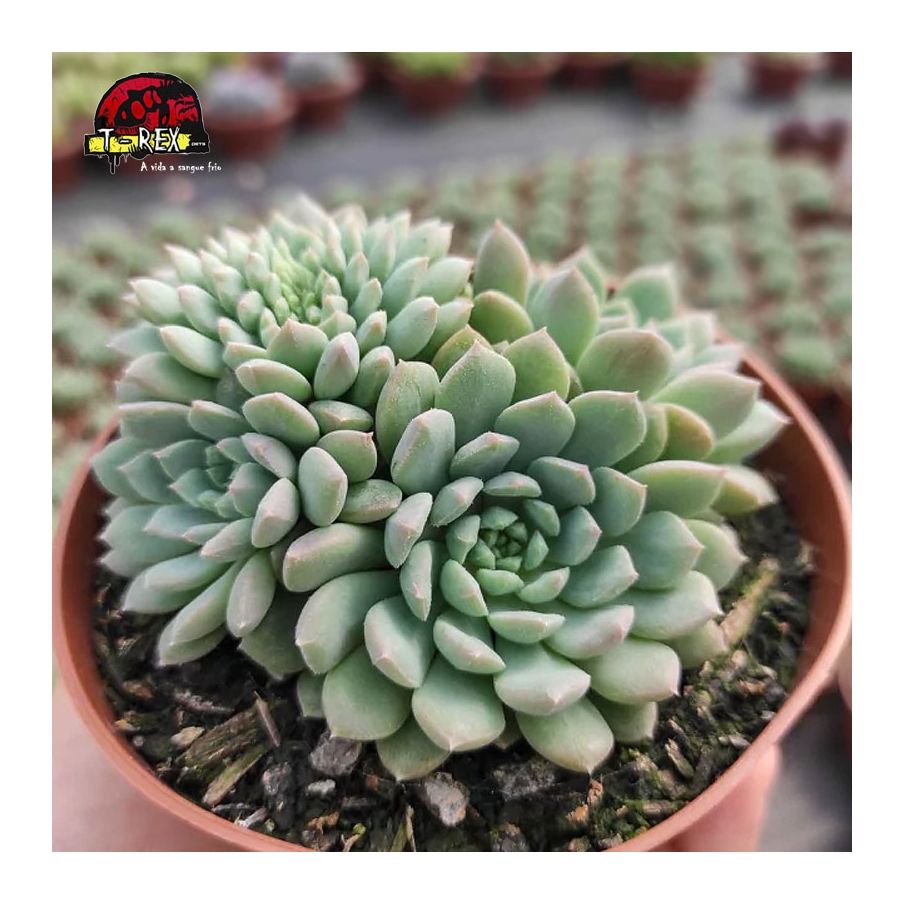 comprar planta suculenta echeveria crissy n'ryan