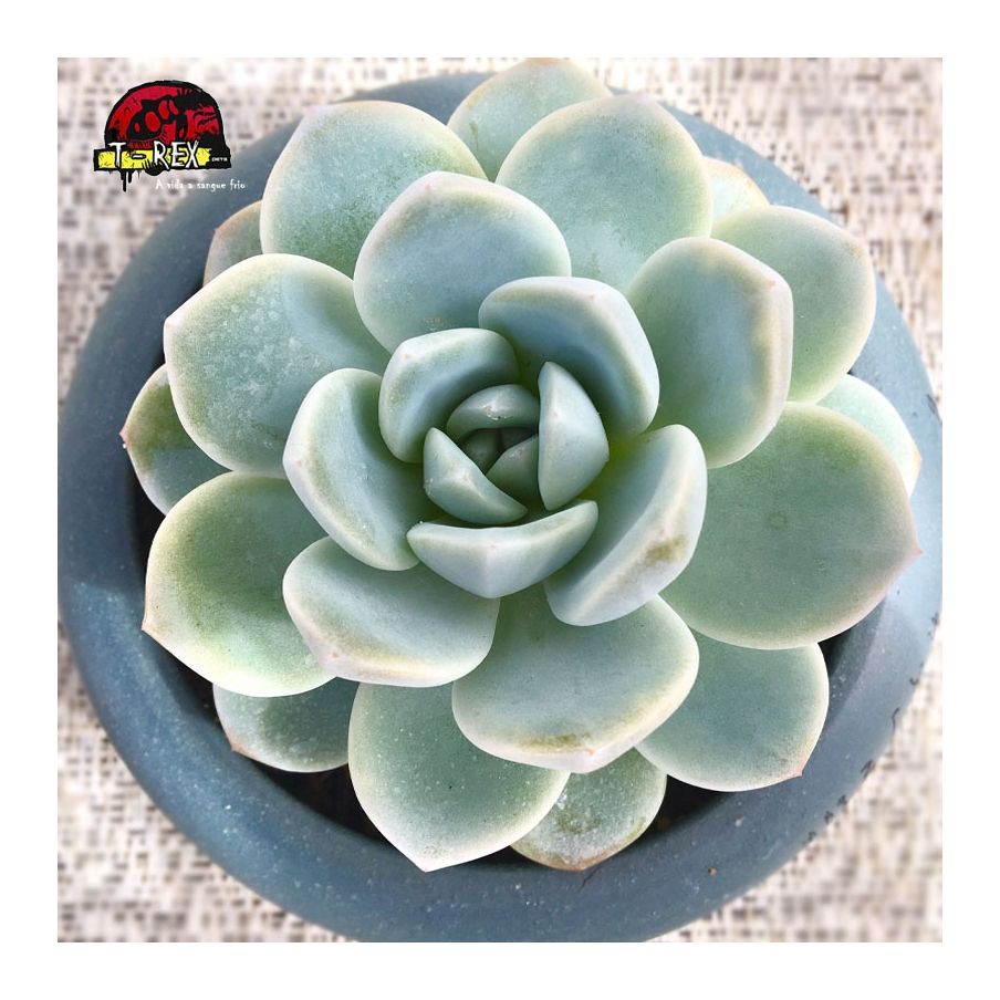 comprar planta suculenta echeveria ice green