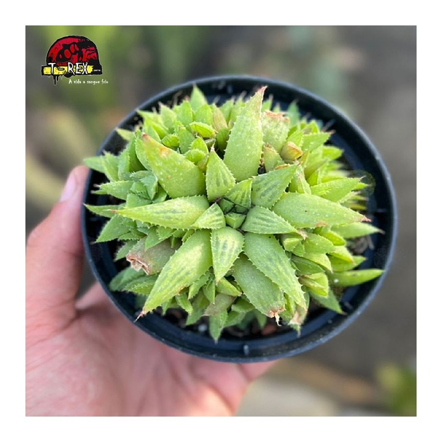 comprar suculenta haworthia turgida variação