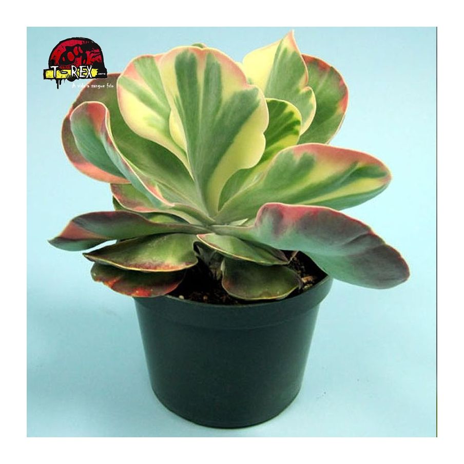comprar suculenta kalanchoe fantastic