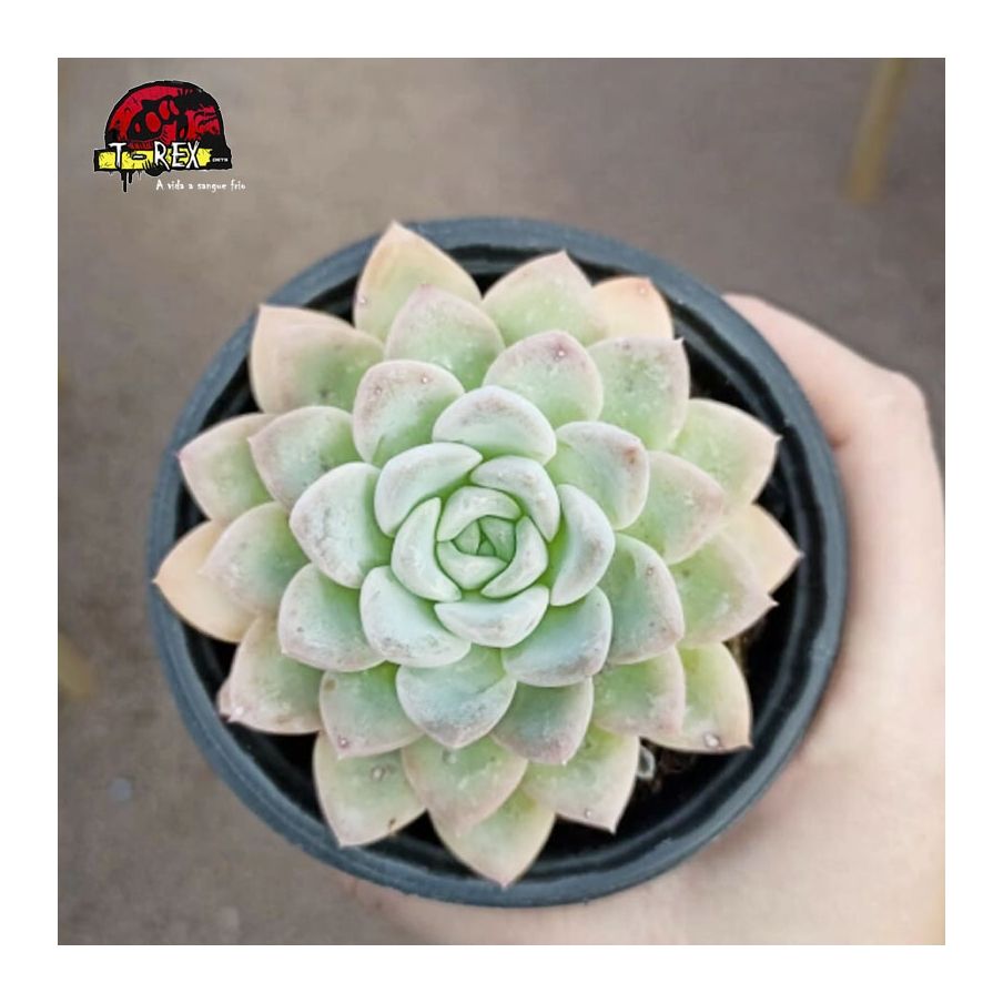 comprar suculenta echeveria secunda nichoani