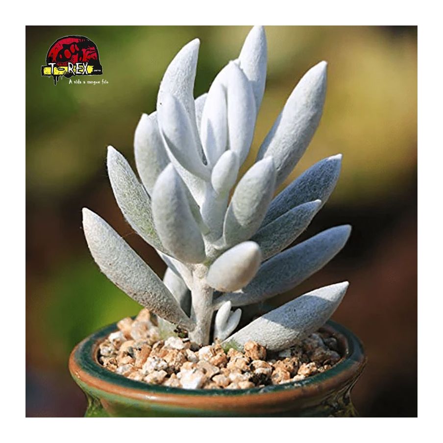 comprar suculenta senecio haworthii