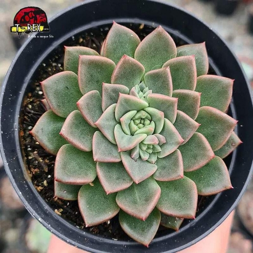 comprar suculenta echeveria costanay
