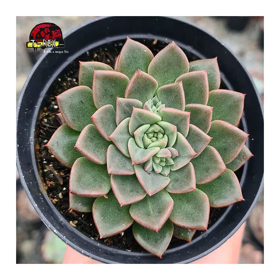comprar suculenta echeveria costanay