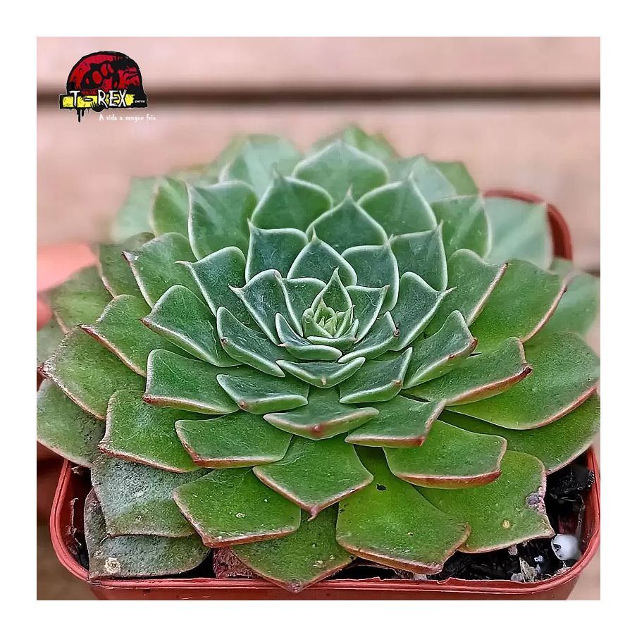comprar planta suculenta graptoveria bellum