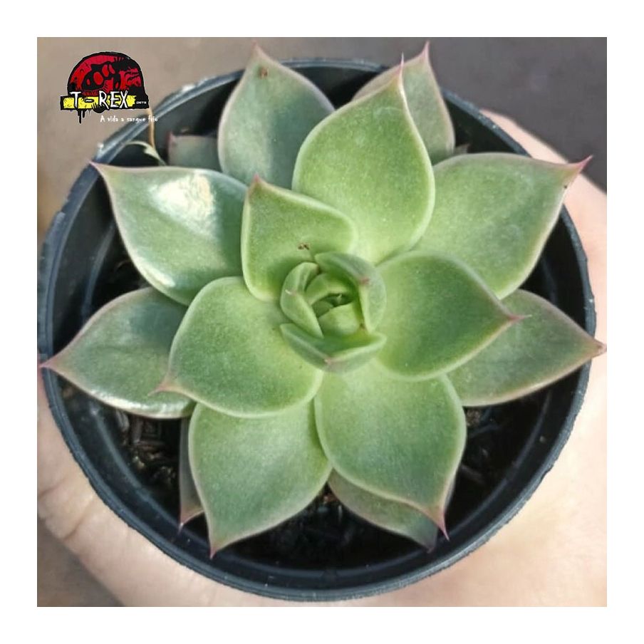 comprar suculenta echveria lady's choice