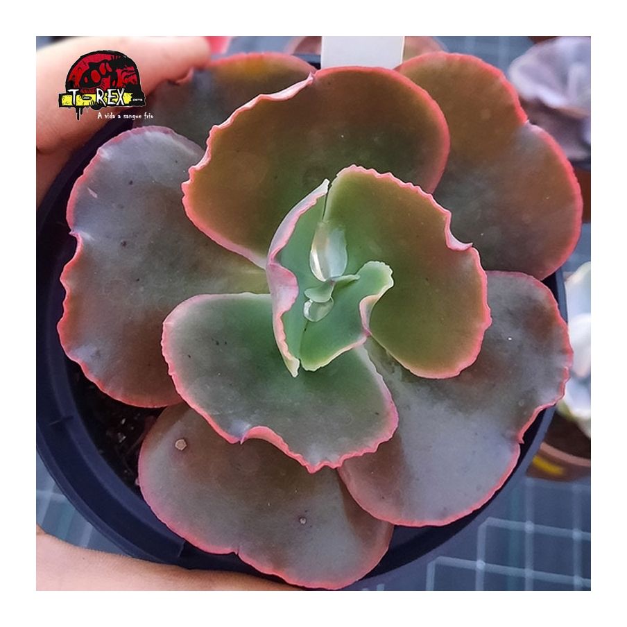 comprar suculenta echeveria gibbiflora enkel
