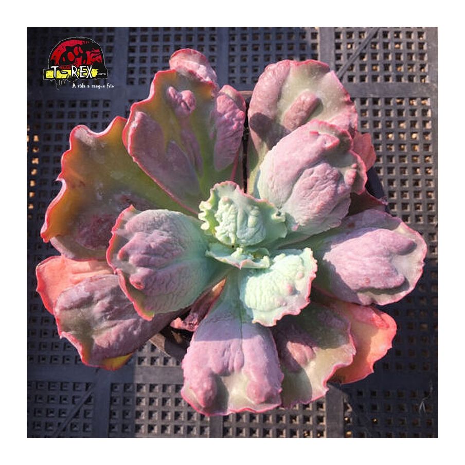 comprar planta suculenta rara