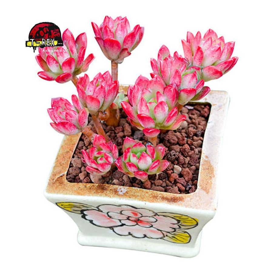 comprar muda de suculenta rara