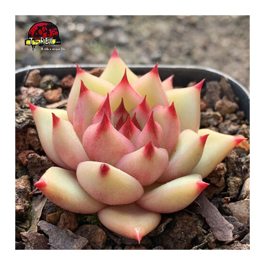 comprar muda de suculenta raridade