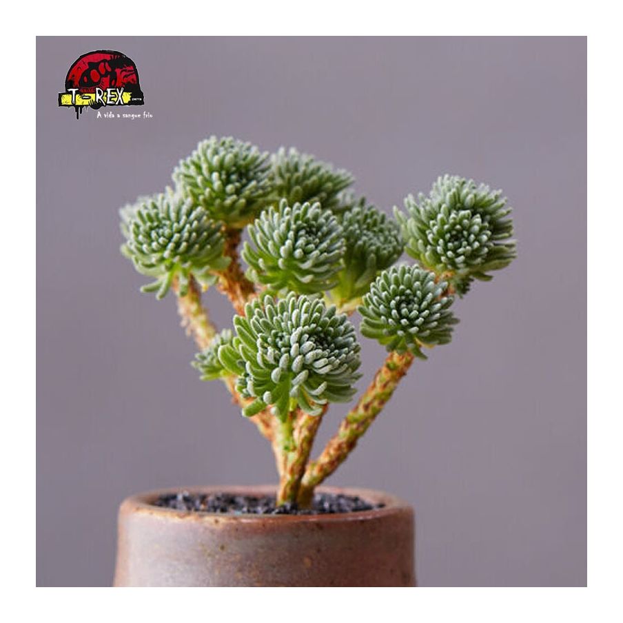 muda de suculenta exótica