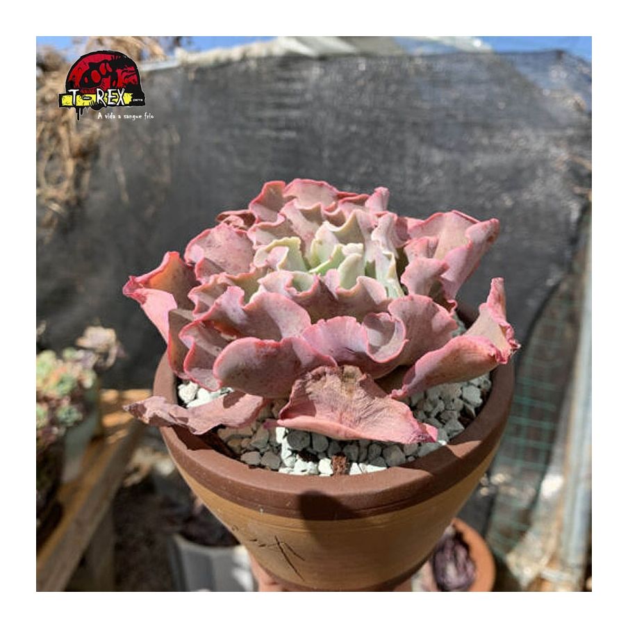 planta suculenta exótica