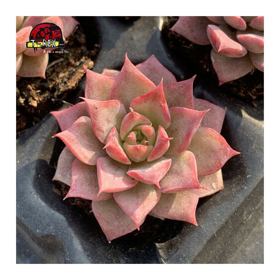 comprar suculenta rara