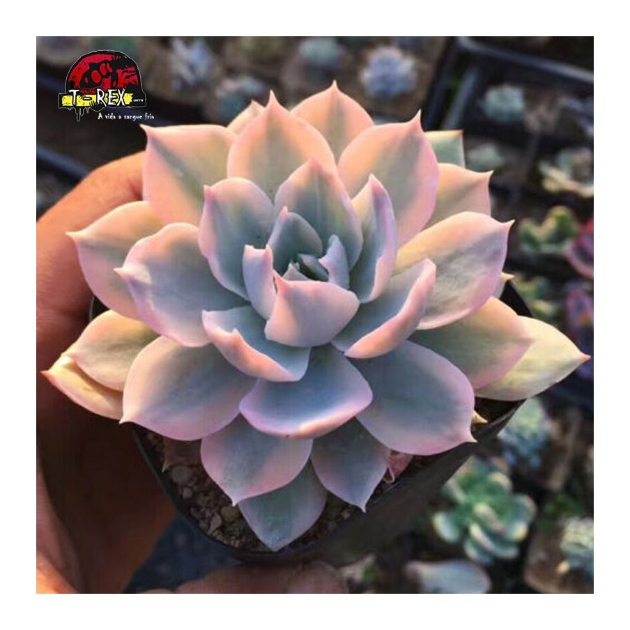 muda de suculenta raridade