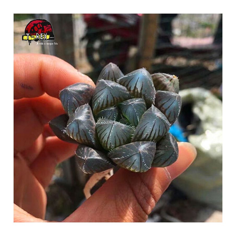 comprar muda de planta suculenta exotica