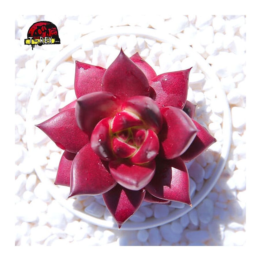 comprar suculenta importada