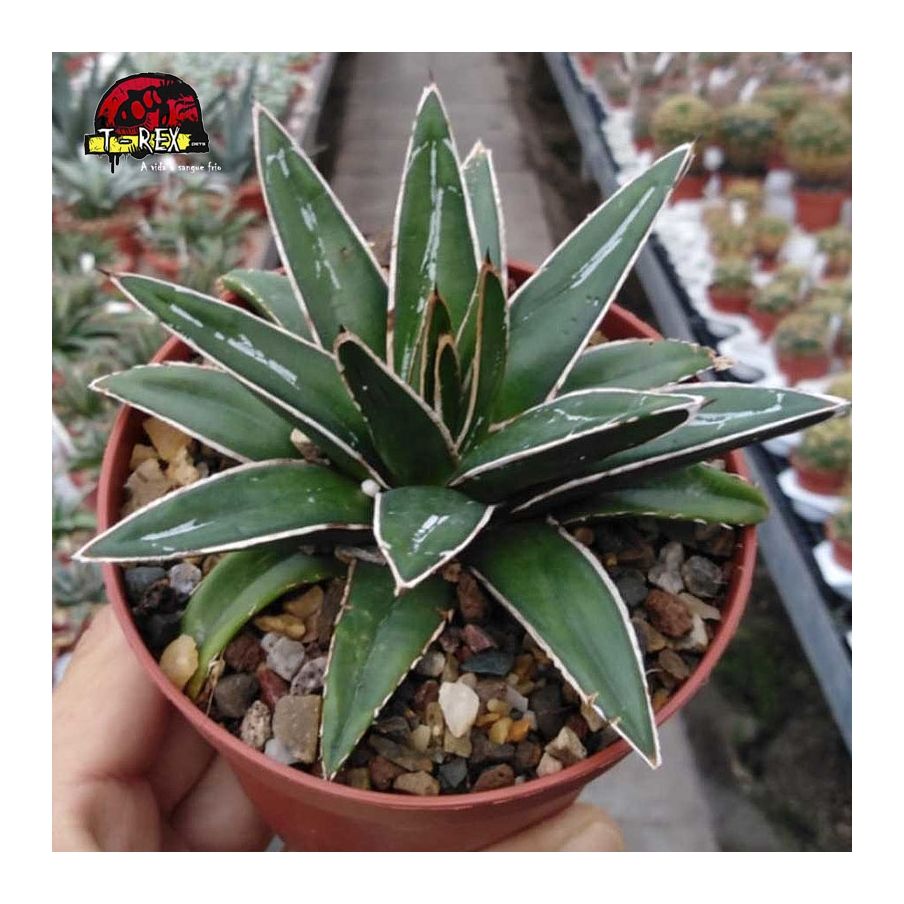 comprar suculenta agave victoriae reginae