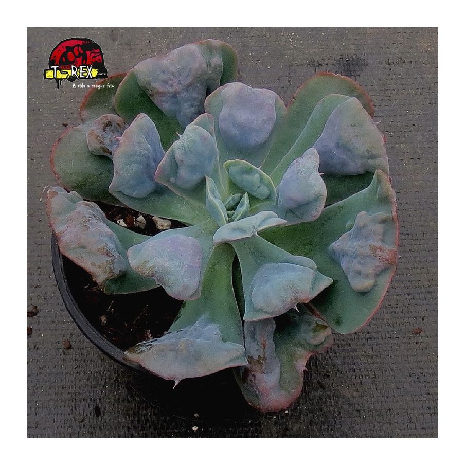comprar suculenta echeveria hearts delight