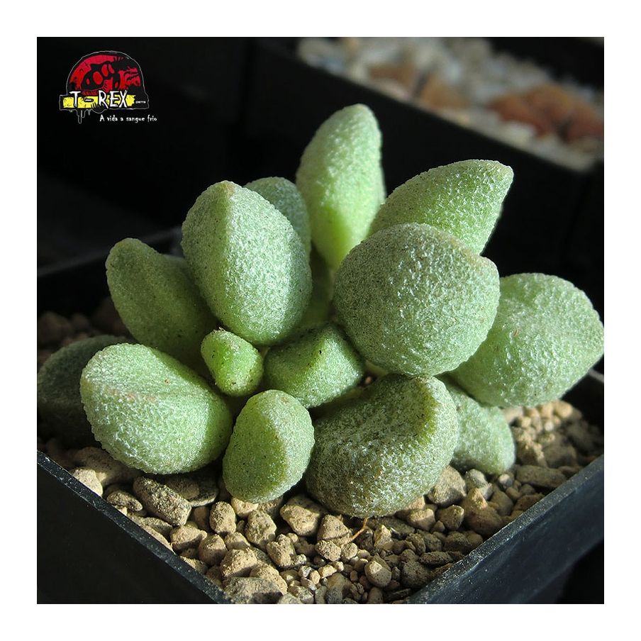 comprar suculenta echeveria adromichus mirianiae