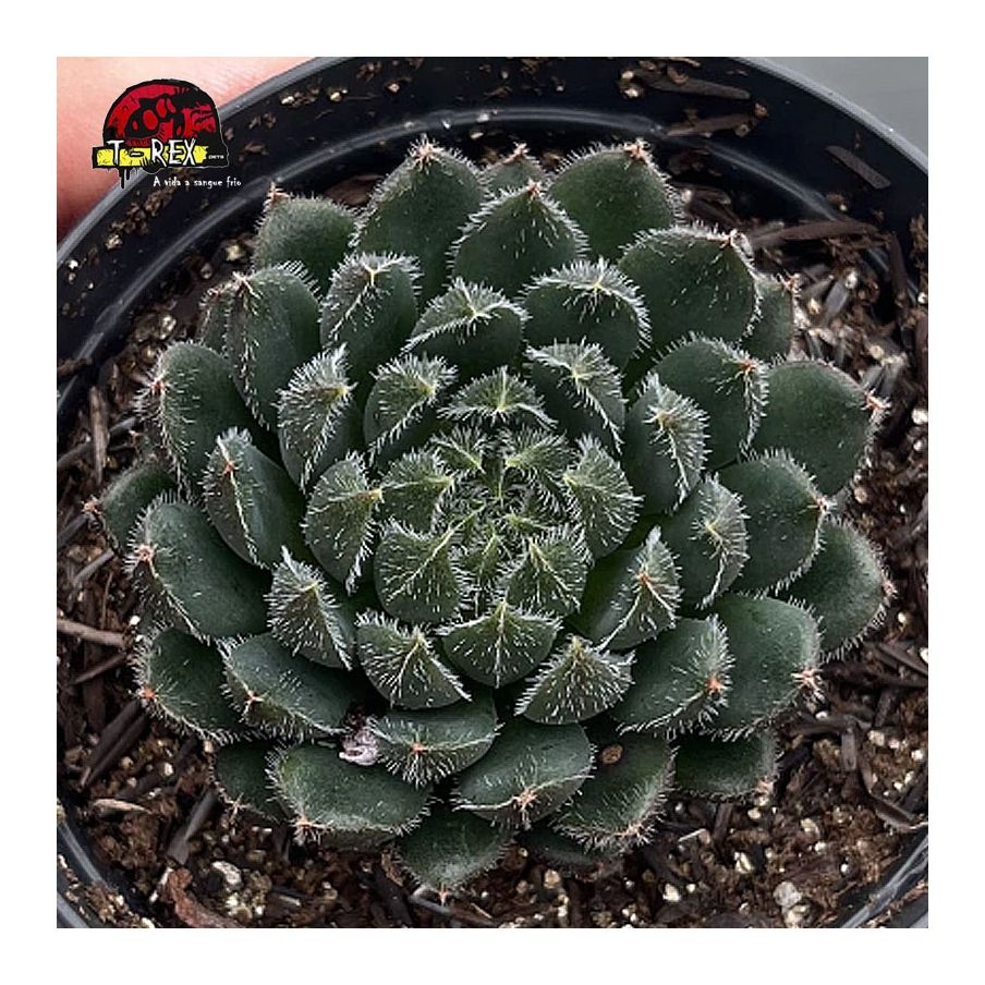 comprar suculenta ecehveria scorpion