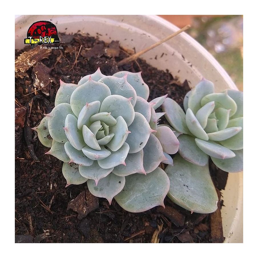 comprar suculenta echeveria deresina