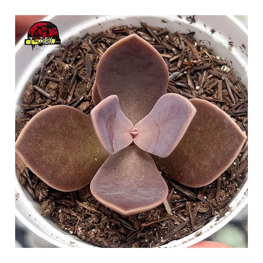 comprar suculenta lenophyllum obtusum