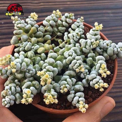 comprar planta suculenta crassula corallina