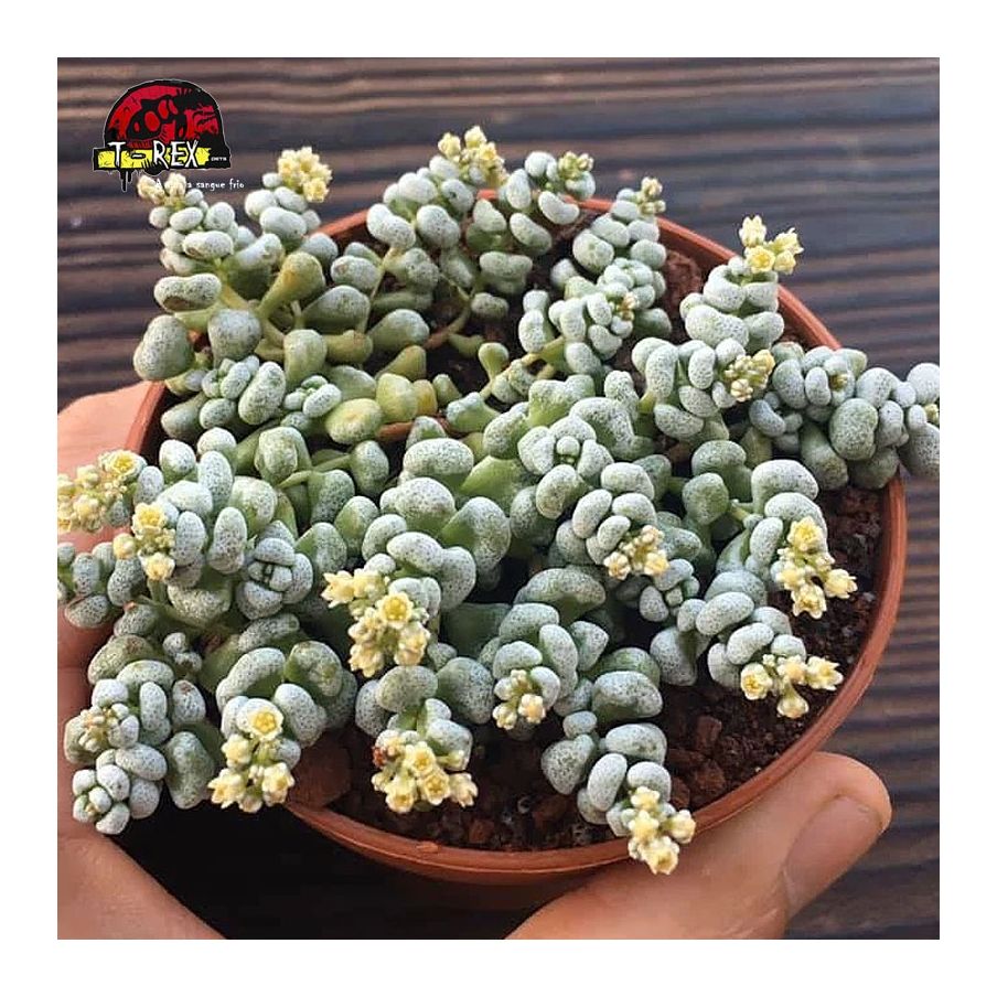 comprar planta suculenta crassula corallina