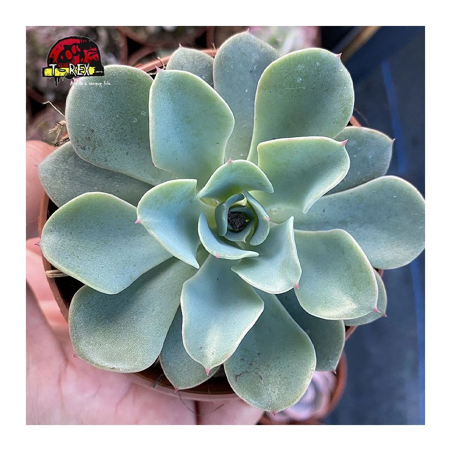 comprar suculenta echeveria swir