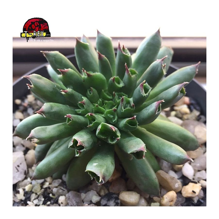 comprar suculenta sempervivum oddity