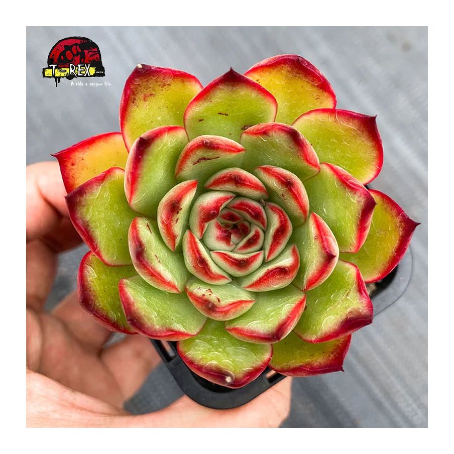 comprar suculenta echeveria puli lindsayana