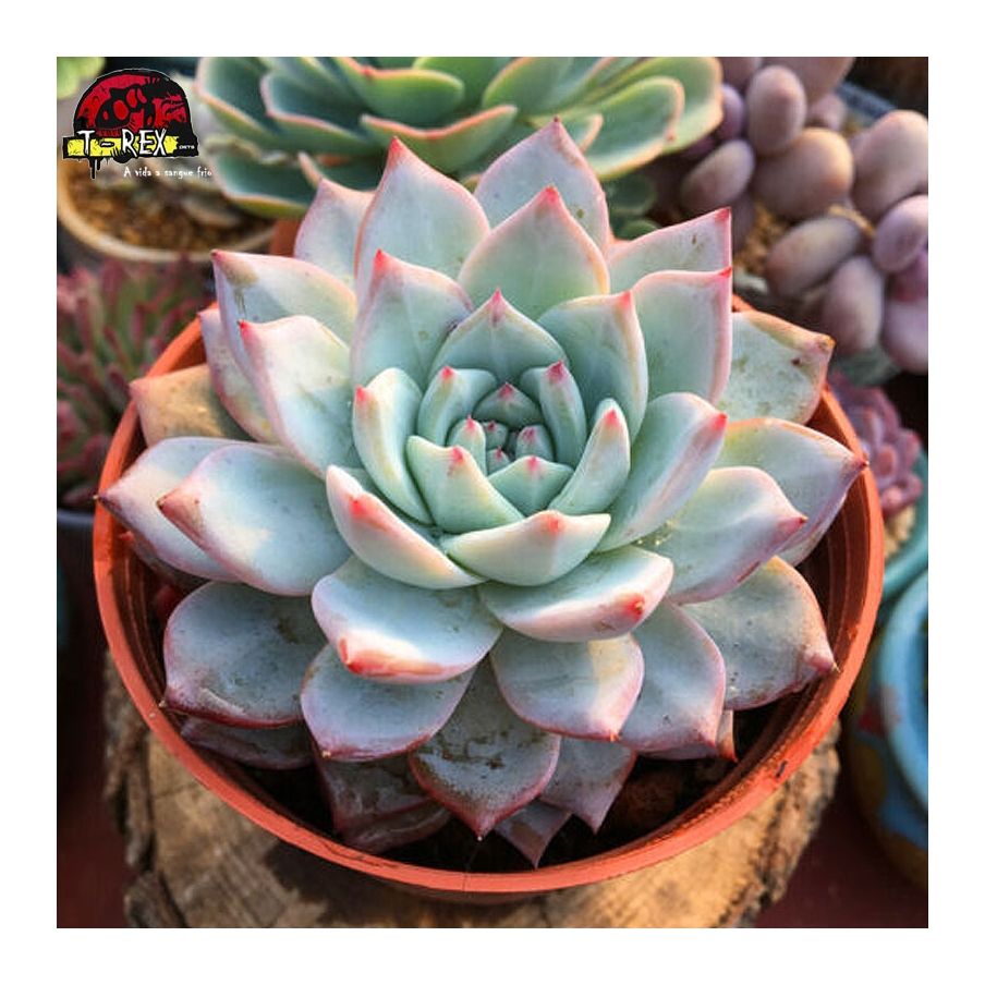 comprar muda de suculenta importada