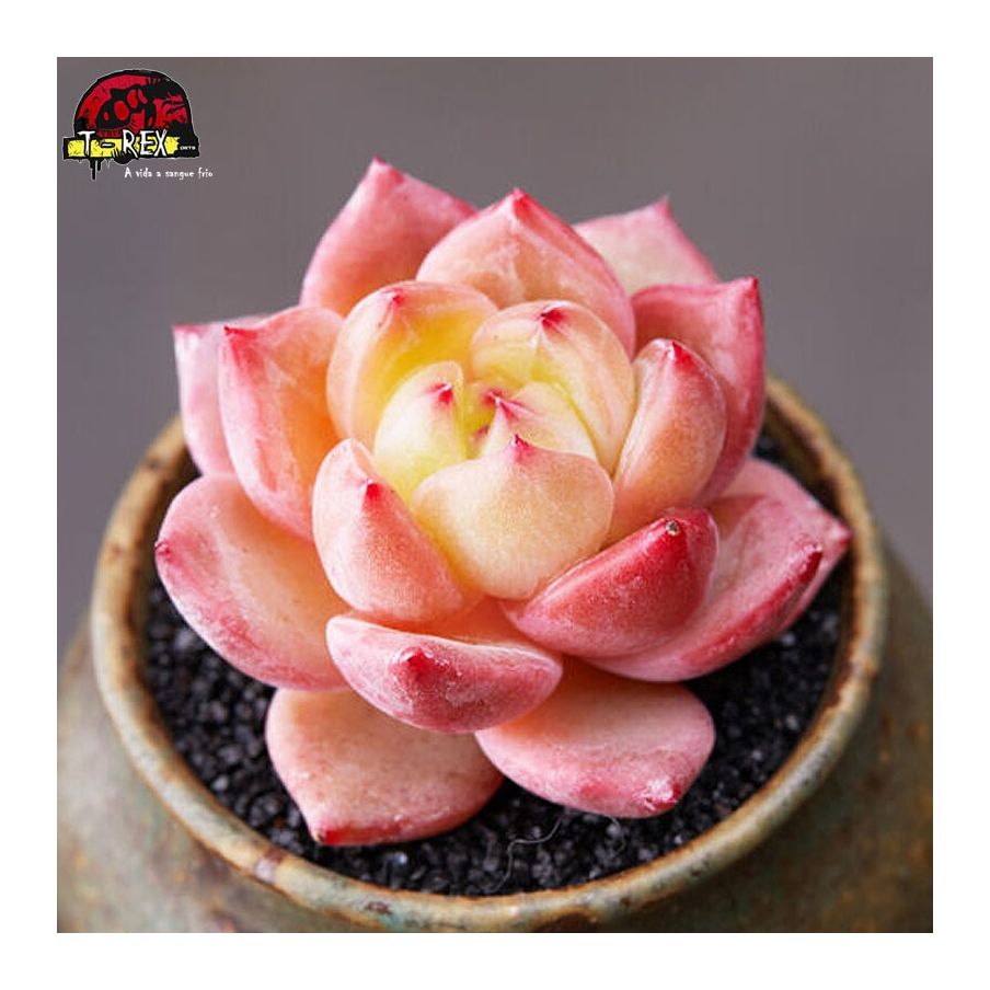 muda de suculenta raridade