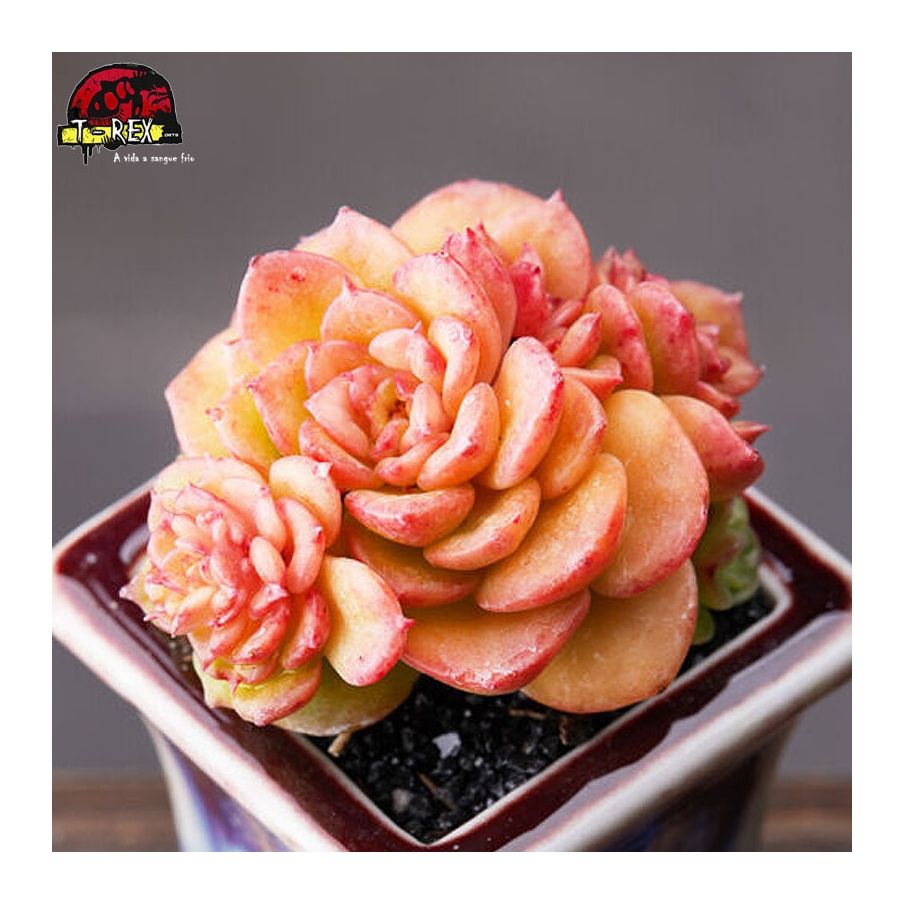 comprar planta suculenta exotica
