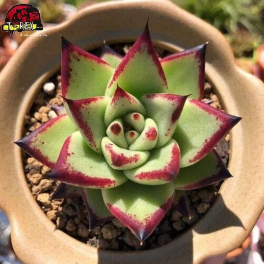 comprar suculenta rara