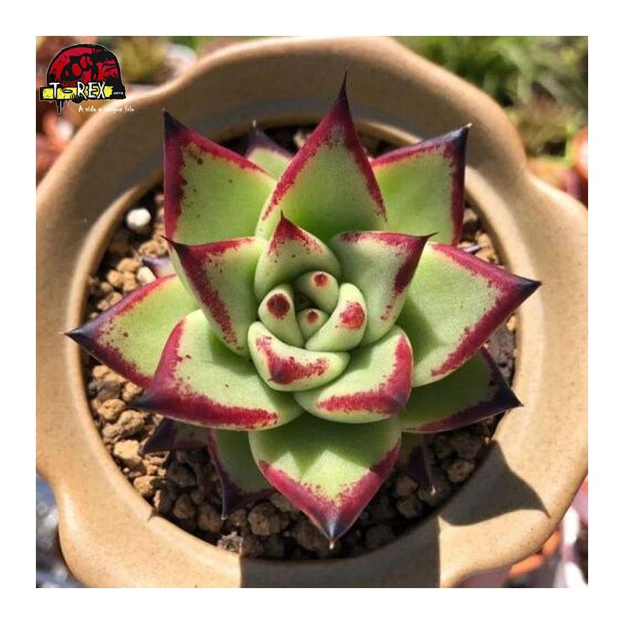 comprar suculenta rara