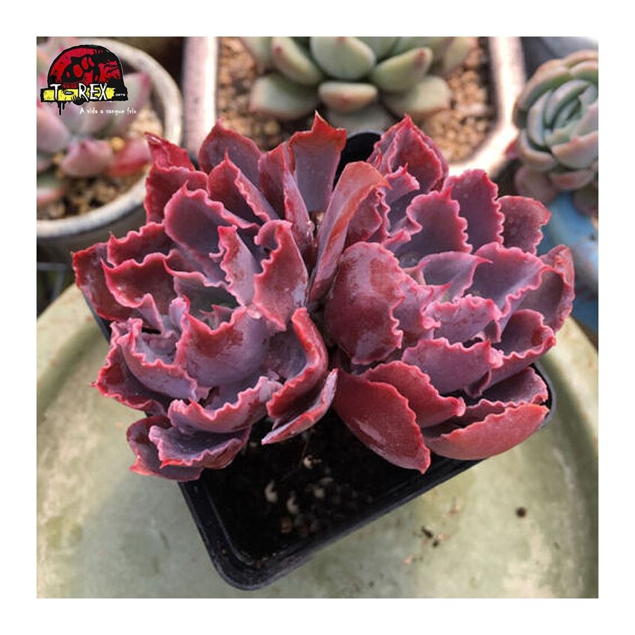 comprar muda de suculenta importada