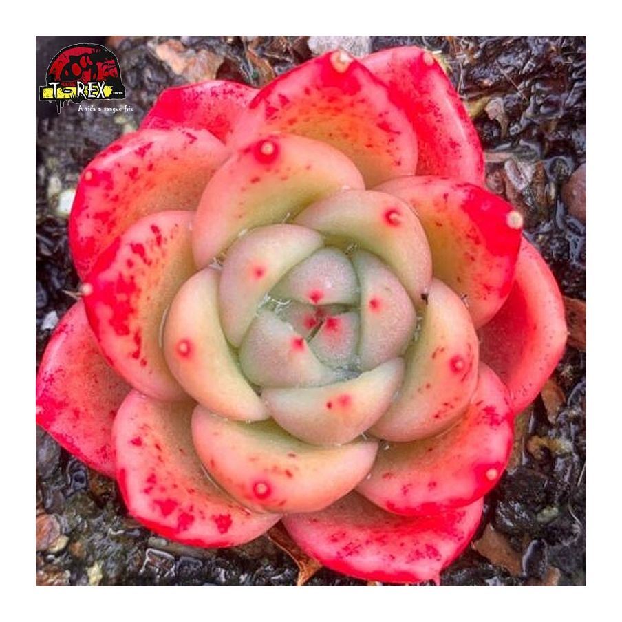 comprar suculenta rara
