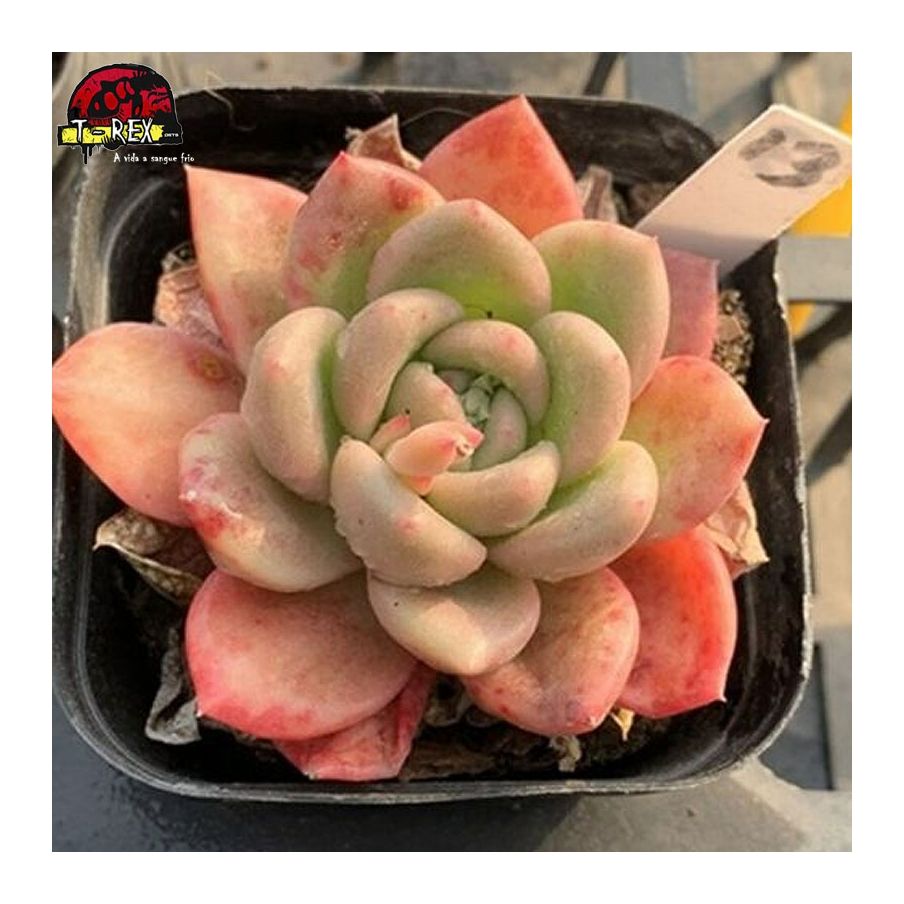 suculenta vermelha