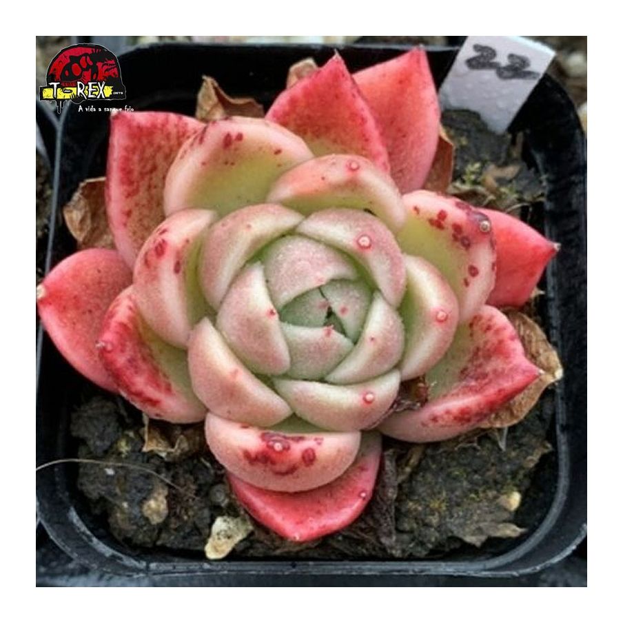 suculenta importada